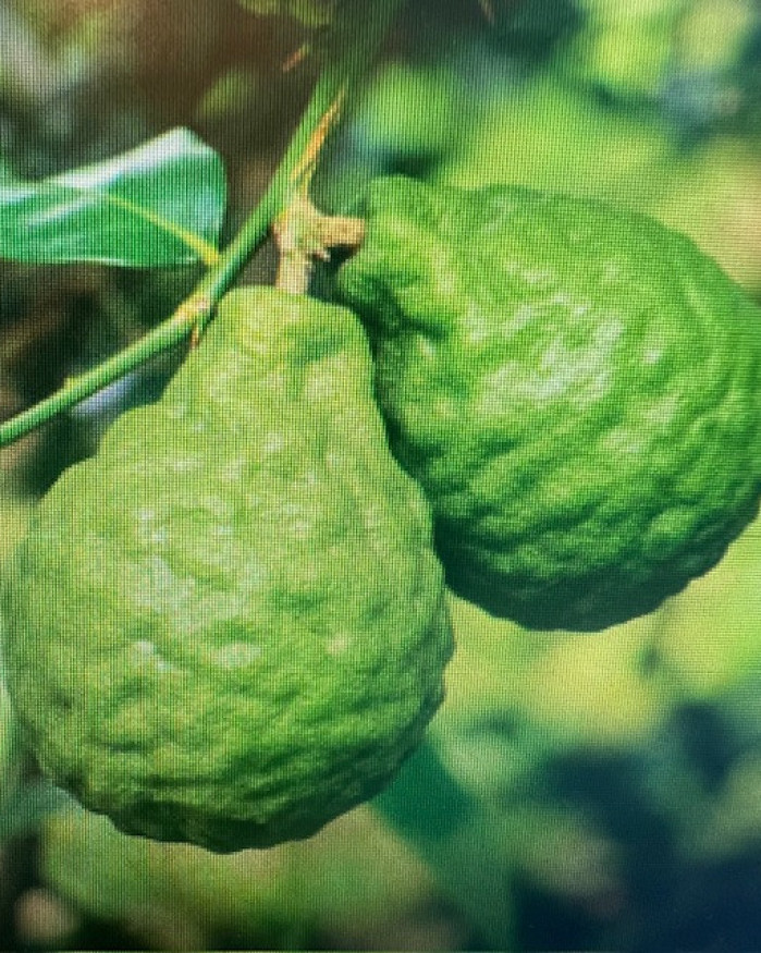 combava provence BIO