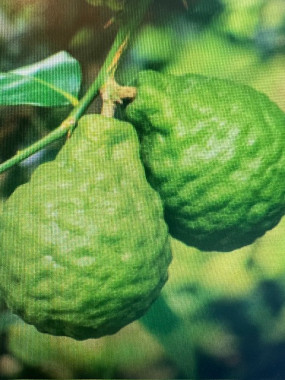 combava provence BIO