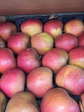 POMME BOSKOOP 2 kilos 5€