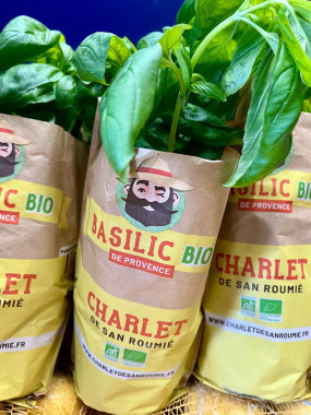 Basilic en pot