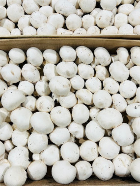champignon de paris le colis 2.5 kilos!!