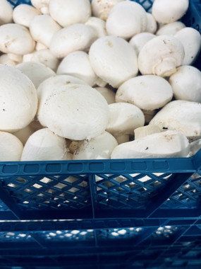 champignon de Paris pied coupé COLIS 3 KILOS