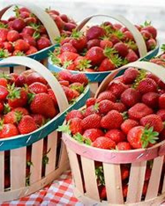 fraise carpentras chezbrigitte-versailles.com