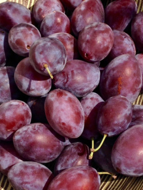 prune noir petite type quetsches 