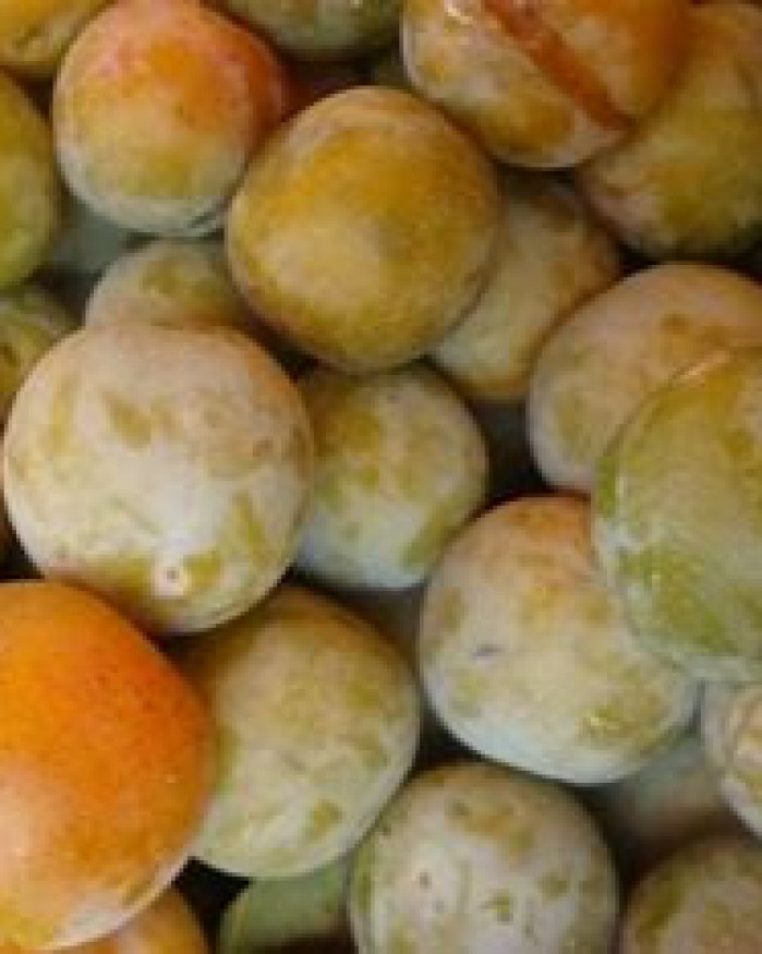 PRUNE REINE CLAUDE  