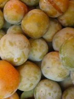 PRUNE REINE CLAUDE  