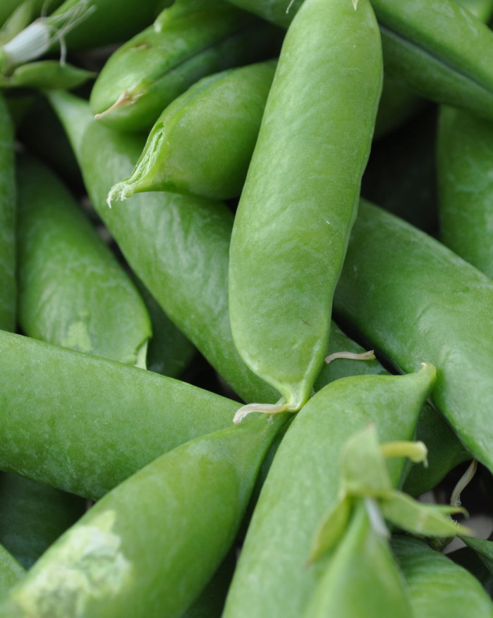 Petit pois