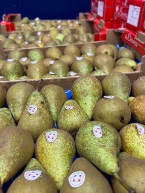 poire conférence de savoie aoc  PROMO 2 KILOS 5€