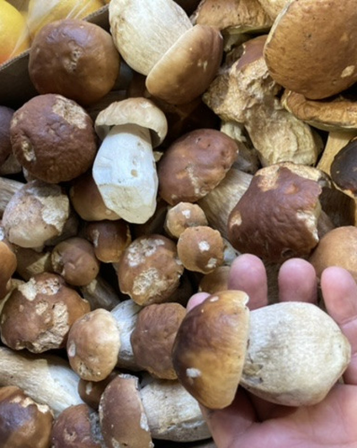 champignon cèpe GROS France