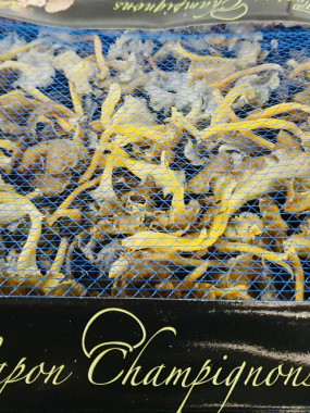 Champignon Trompette de la mort 